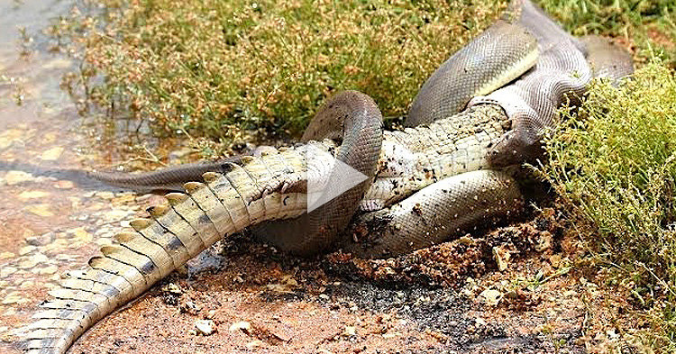 Python Snake devours Crocodile after 5 hour battle, caught on camera