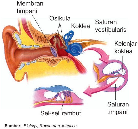 Bagian telinga yang berfungsi menyalurkan gelombang bunyi ke dalam telinga adalah