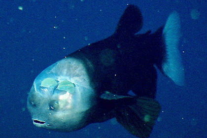 Mengenal Barreleye, Ikan Unik Berkepala Transparan 'Layaknya Kokpit Pesawat'