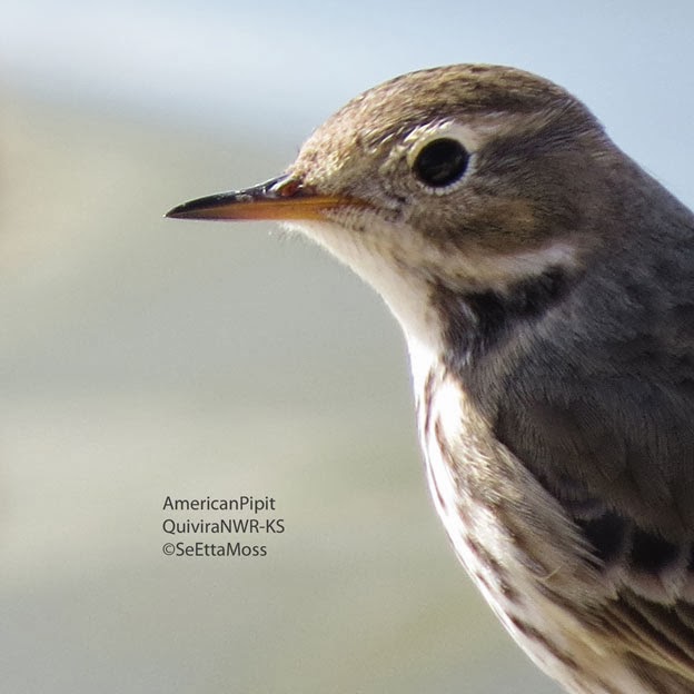 American Pipits at Quivira National Wildlife Refuge in KS