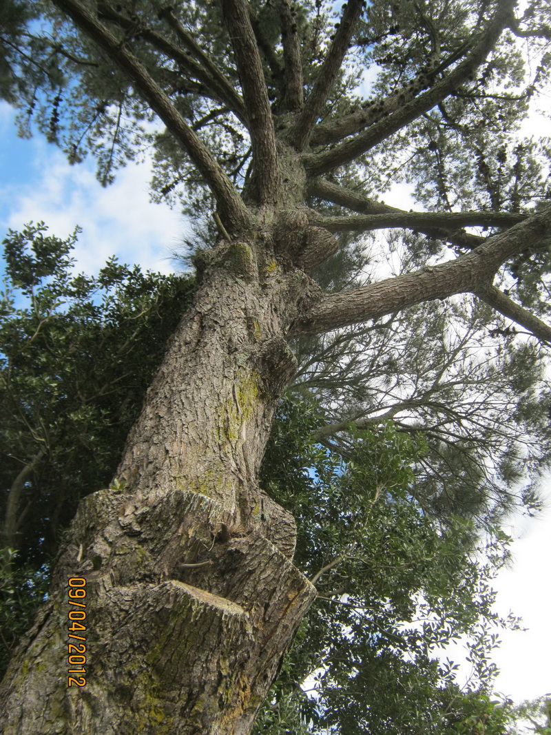 my thoughts and photos Photo hunt Sturdy trees