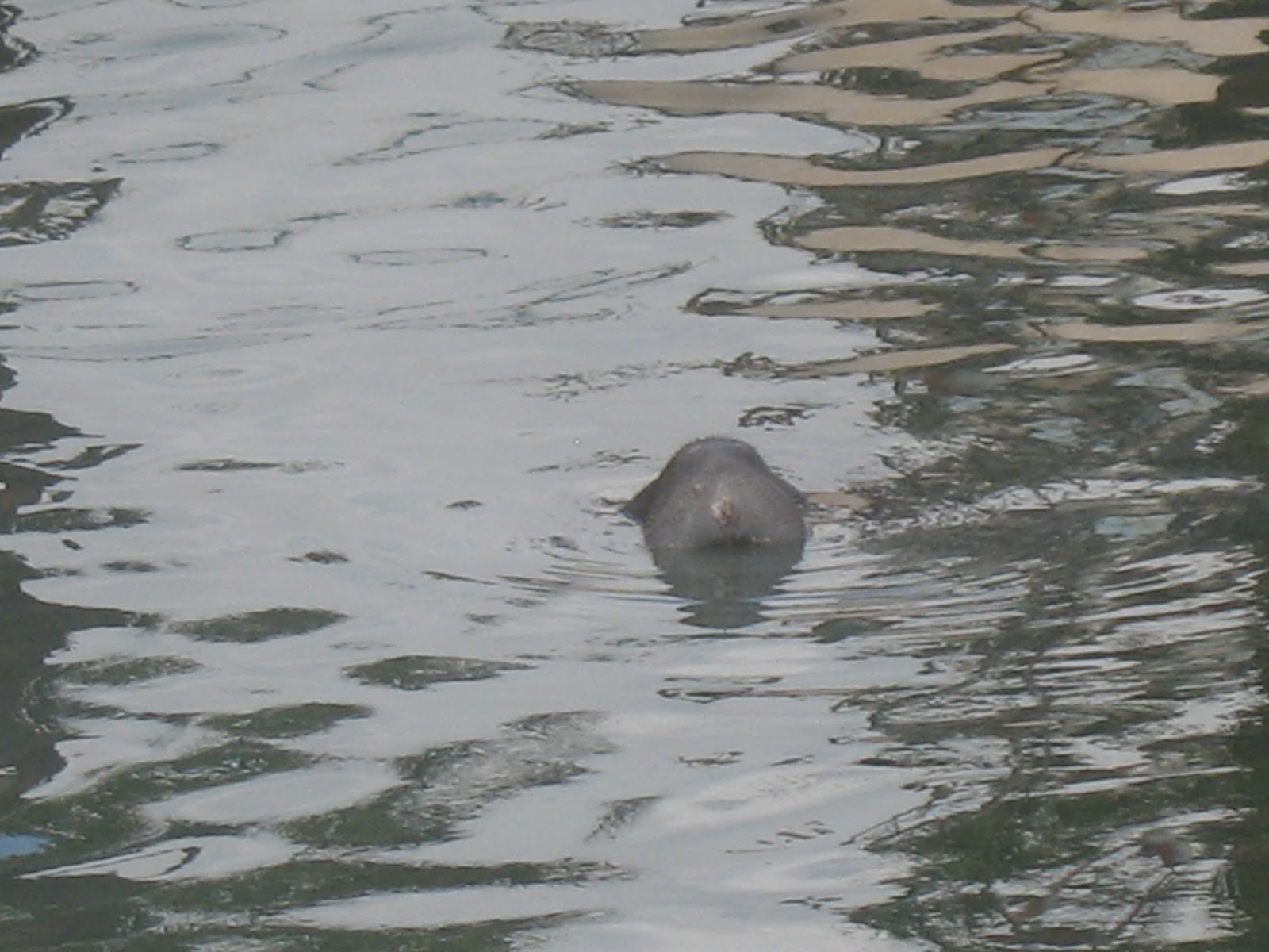 Doing It On The Road(Part II): Manatees at The Tampa Bay Electric Company