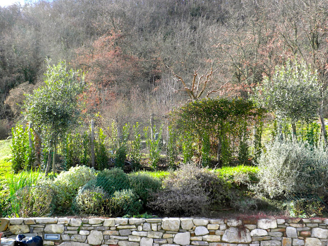 bay laurel hedge Chianti