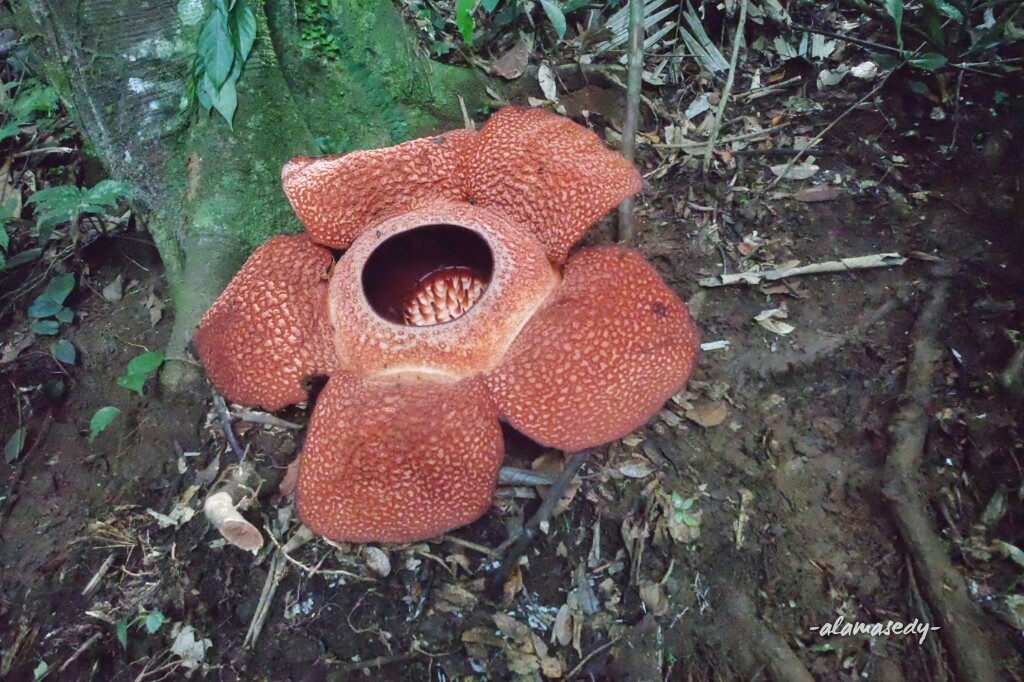 Bunga rafflesia arnoldi