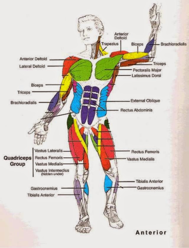 Labeled Muscle System 40
