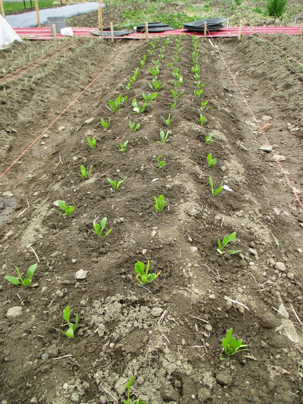 The Deliberate Agrarian Deliberate AgrarianSnippet 27Transplanting Spinach(Part 2)