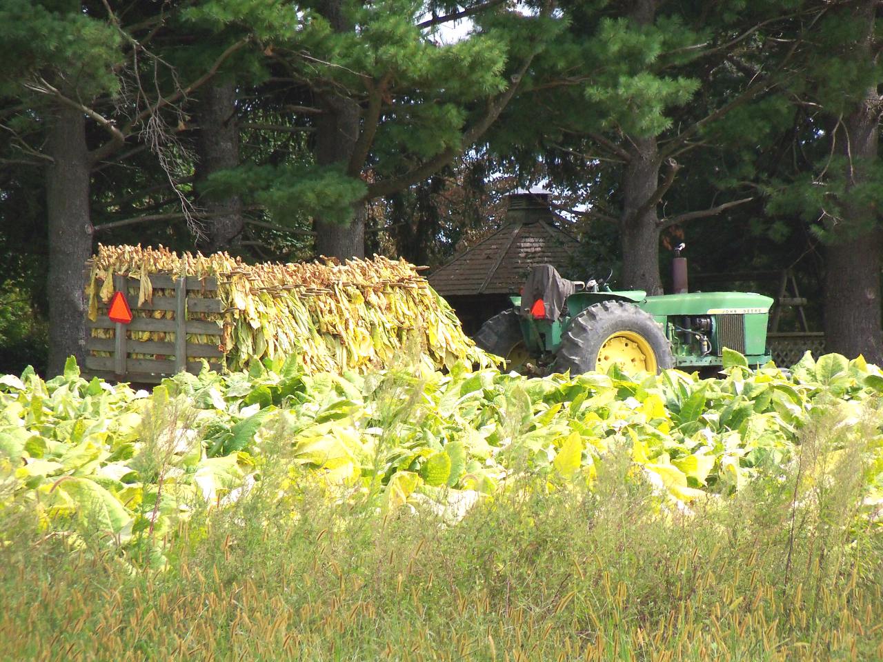 A View from the Beach Southern Maryland Tour Part I The Tobacco Farm