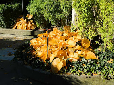 Garden District Toronto Fall Cleanup Before by Paul Jung Gardening Services--a Toronto Gardening Company Garden District Toronto Fall Cleanup Before by Paul Jung Gardening Services--a Toronto Gardening Company