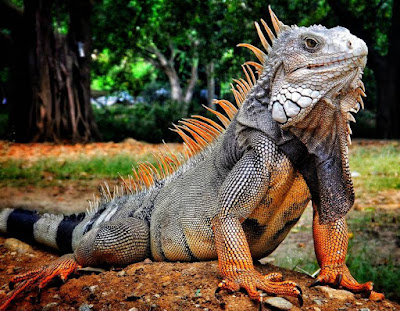 Iguana - animals name with I Iguana - animals name with I