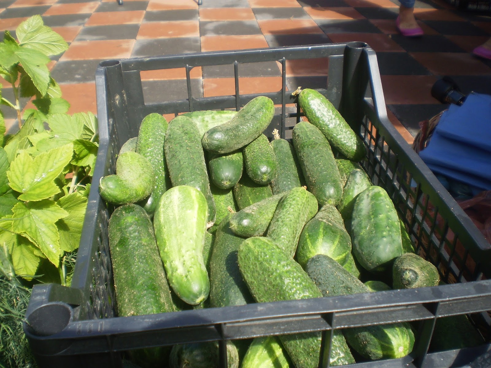 New Latvian Kitchen BRINE FERMENTED CUCUMBERS