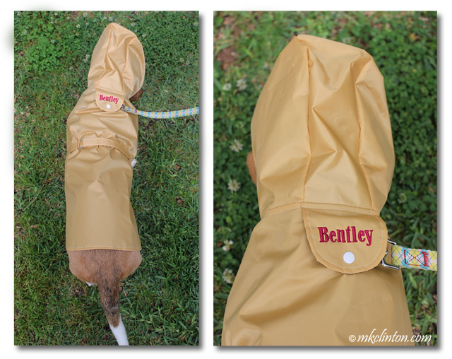 Bentley Basset Hound modeling his PrideBites raincoat