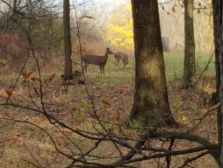 Whitetail, Deer, Rut, Deer Hunting, Ohio Hunting, Hunting, Whitetail Deer, 