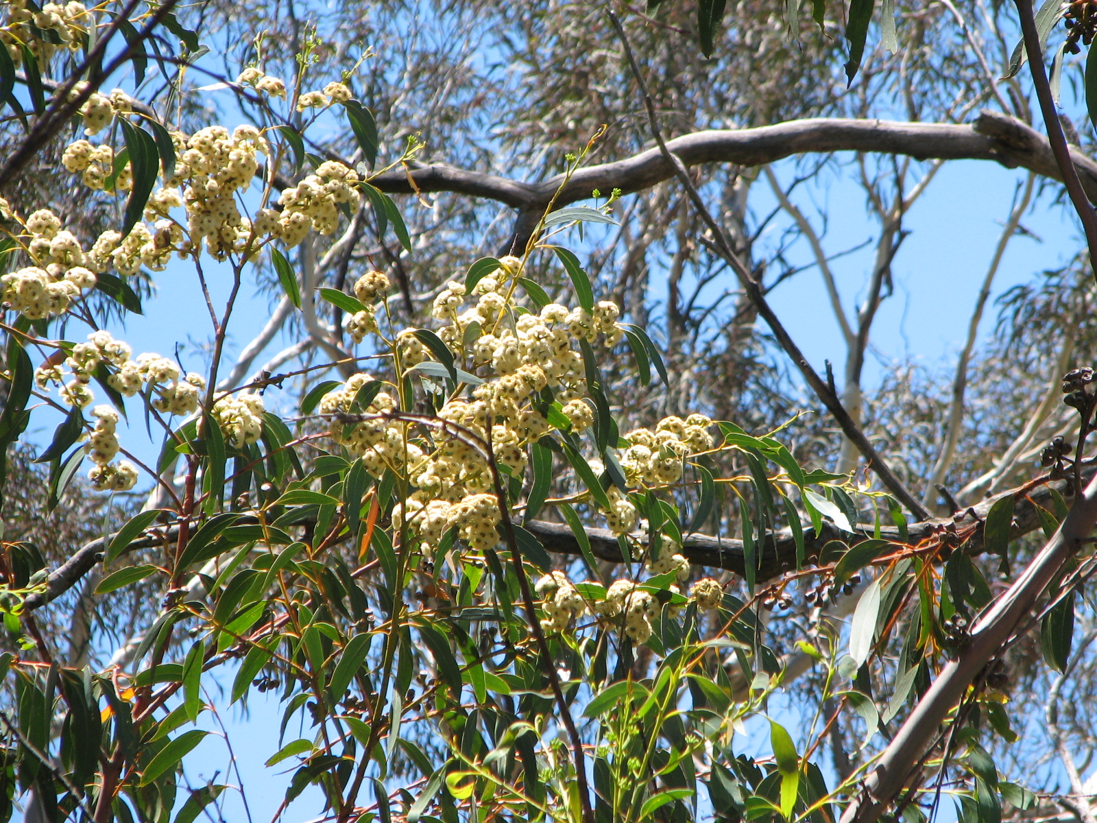 Bush Bernie's Blog: Flower Flaunt from our Australian National