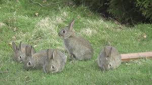 Image Cluster: Rabbit HD Wallpapers for Desktop DownloadRabbit HD ...