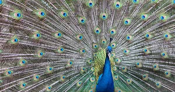 Conclusion of peacock picture