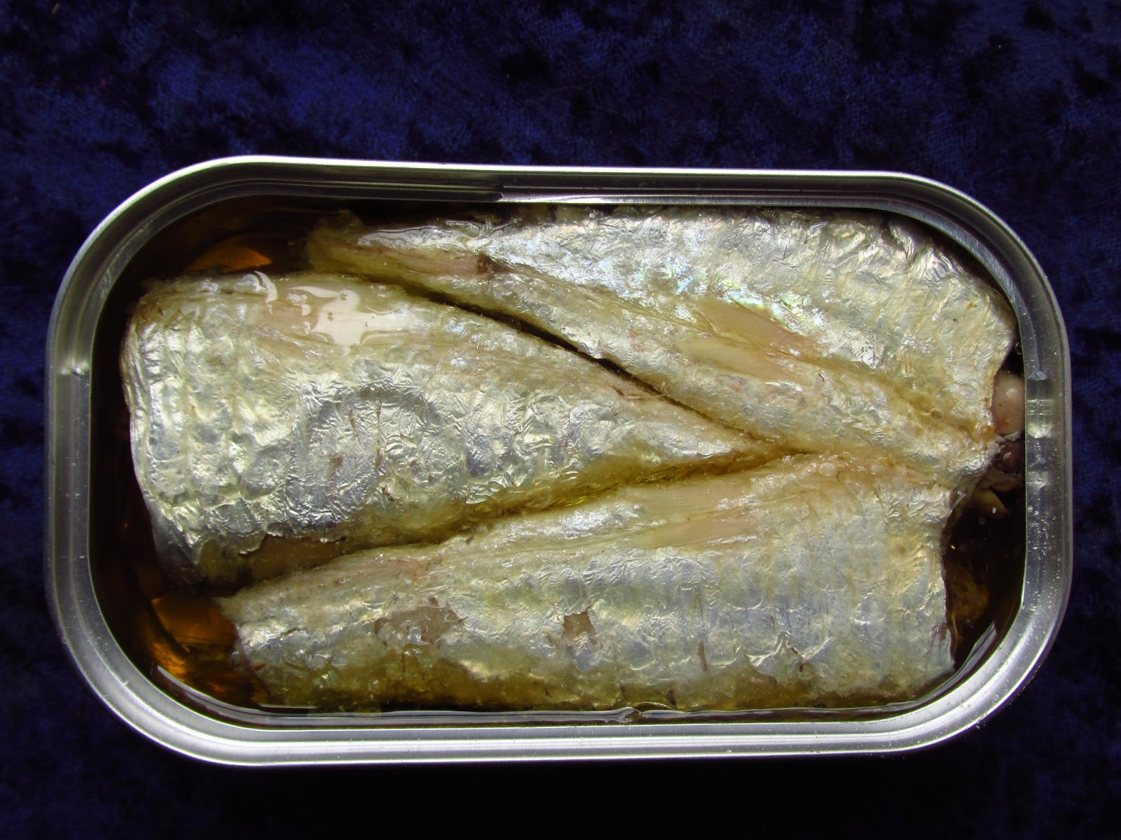 Mouth Full of Sardines VIGIILANTE113