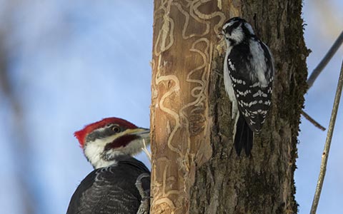 Two woodpeckers hunting for emerald ash borer larvae beneath the bark exposing larval galleries