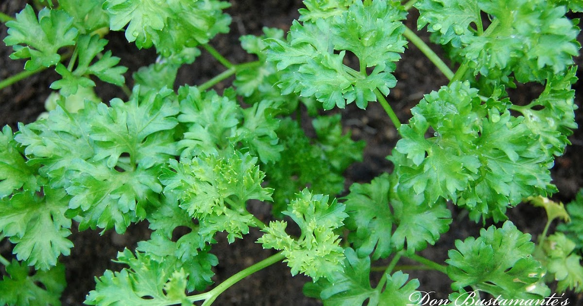 Don Bustamante's Rooftop Garden Parsley Plain Italian