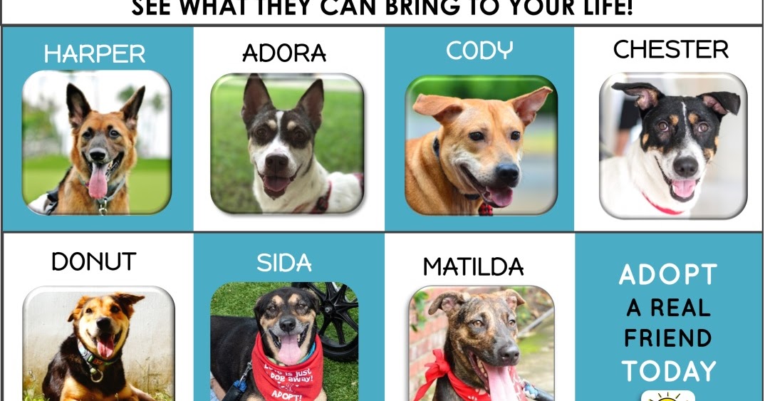 HOPE Dog Rescue Adoption