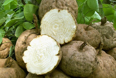 Tanaman Pueraria Mirifica Cara Mengencangkan Payudara Secara Alami Tanaman Pueraria Mirifica Cara Mengencangkan Payudara Secara Alami