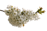 Galho com flores brancas Galho com flores brancas