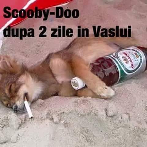 Scooby-Doo dupa 2 zile in Vaslui