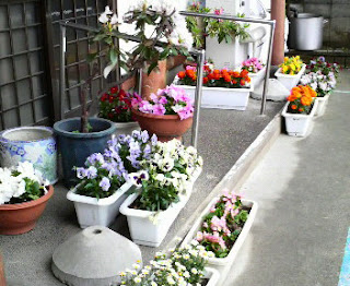 お店の前のお花