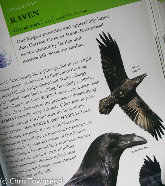 Rook  BTO - British Trust for Ornithology