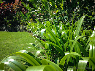 Fresh Green Leaves Of Crinum Moorei Plants In The Garden