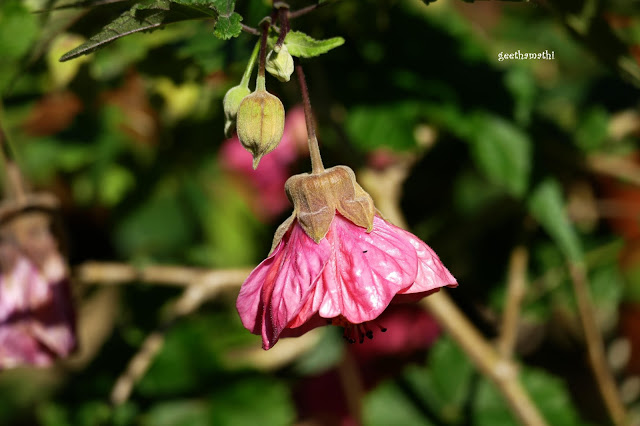 abutilon%2Bpink.JPG