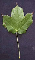 Black Maple Leaf