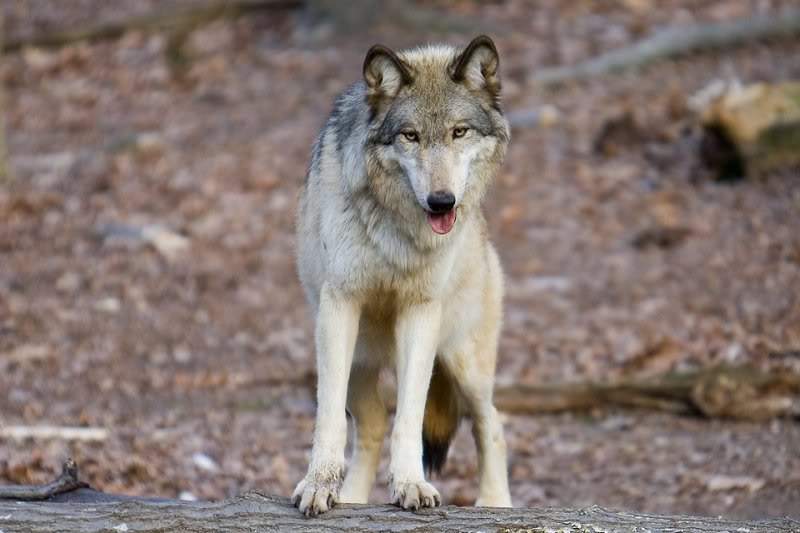 урал волк. волк обыкновенный (canis lupus). макензийский волк белый. макензийский тундровый волк. среднесибирский волк.