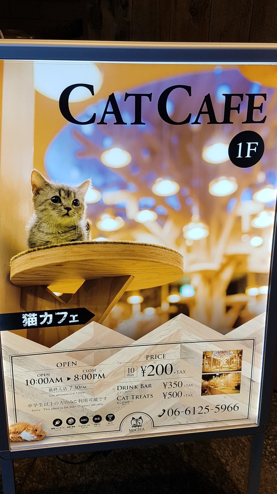 Japan Travel Blog Osaka Cat Cafe MoCHA Shinsaibashi