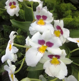 Robert's Tropical Paradise Garden: Fort Lauderdale Orchid Society Show