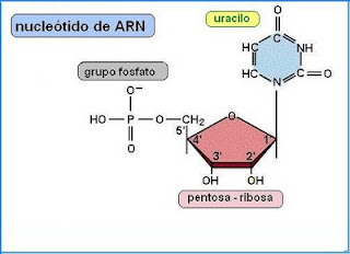 nucleotida+de+ARN.JPG