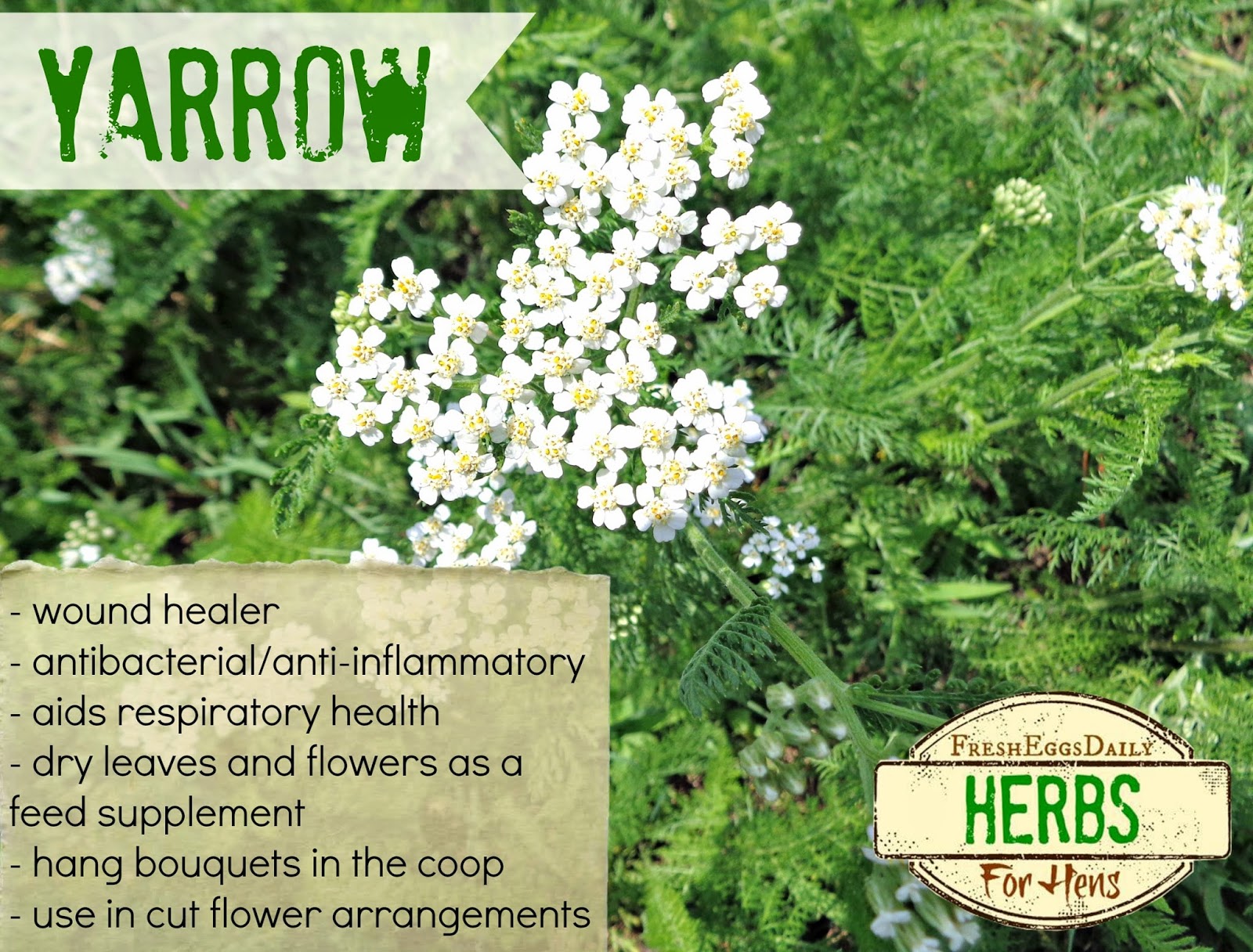 The Stylish health benefits of yarrow pertaining to Inviting