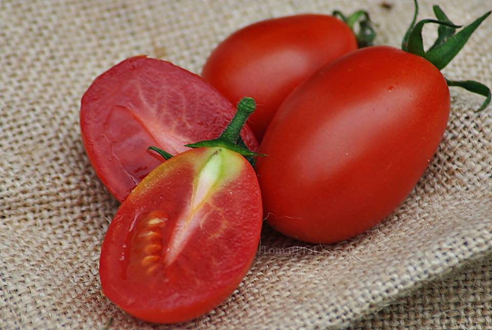 Семена томатов название. Раджа сорт помидор. Томат сливовидный сорта. Помидоры сливовидные сорта с названиями. Помидоры Раджа фото.