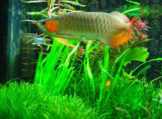 penyebab-ikan-arwana-parkir.jpg