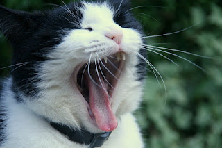 Black and white cat yawning