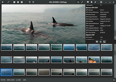 photo with orcas, фотографии с косатками