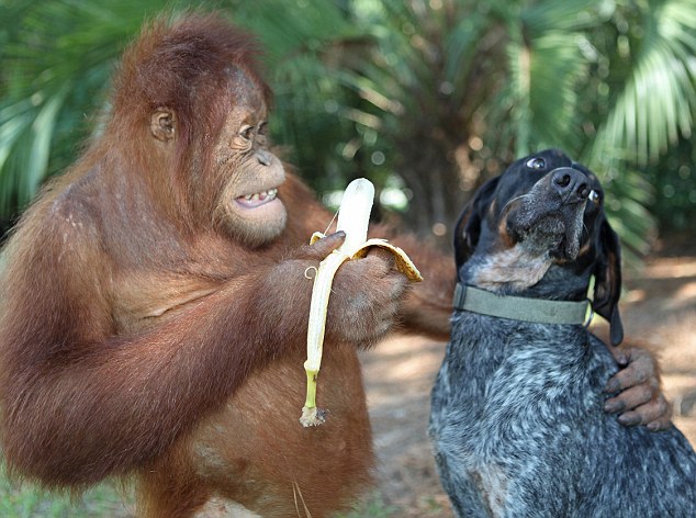 Awkward Friendships: The unlikely friendship between an orangutan and a dog