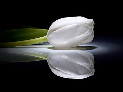 Wallpaper Tulip Putih Wallpaper Tulip Putih