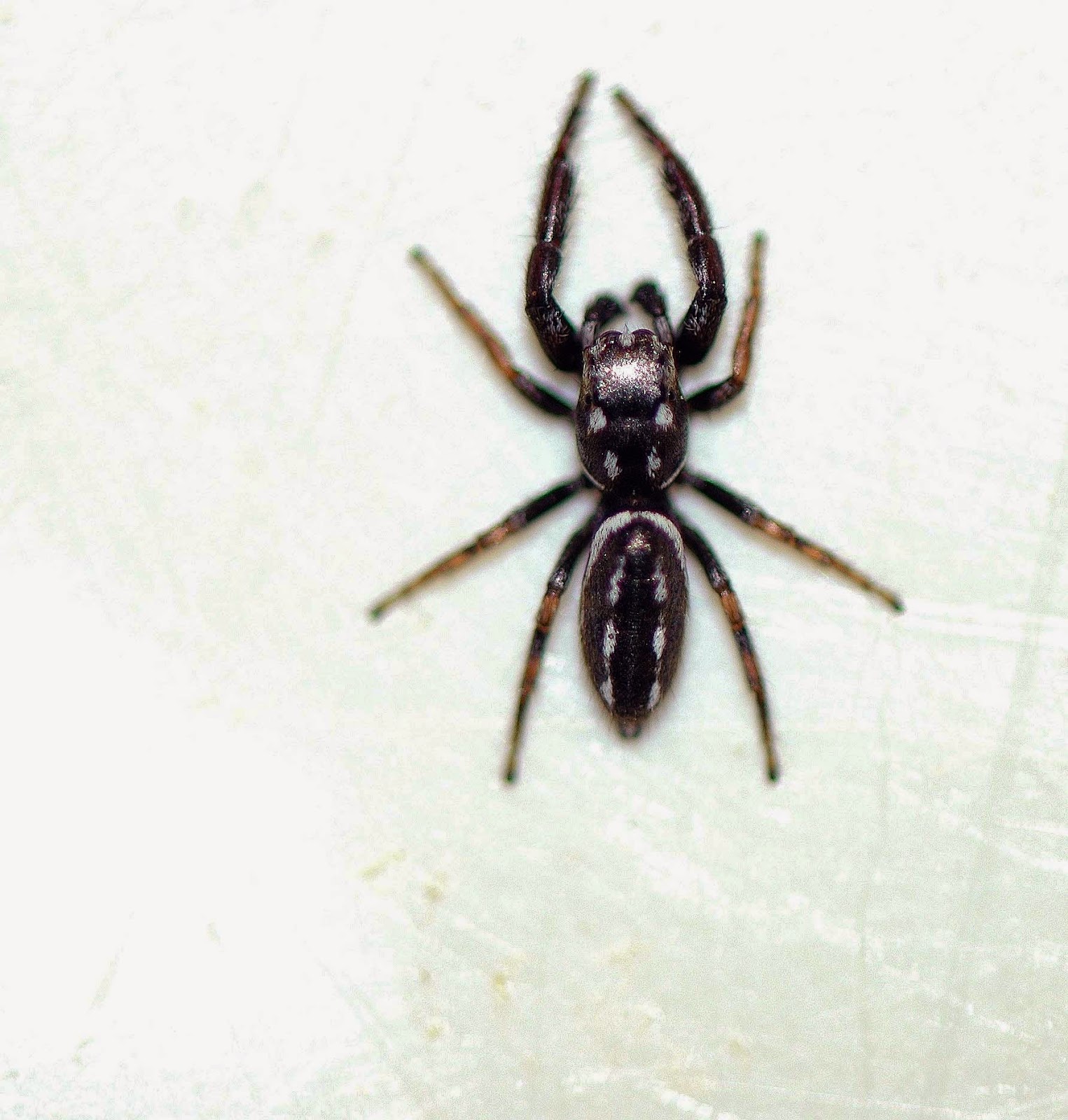 List 96+ Images Big Black Spider With White Stripe On Back Stunning 10/2023