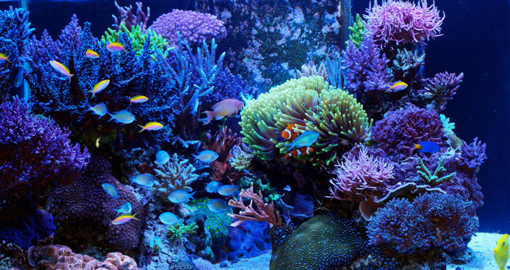 Colle Decor Aquarium Colle Decor Aquarium