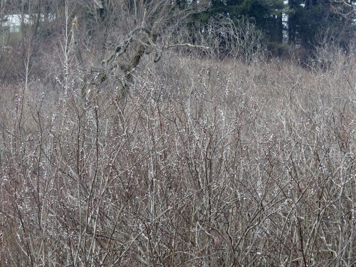 pussy willow