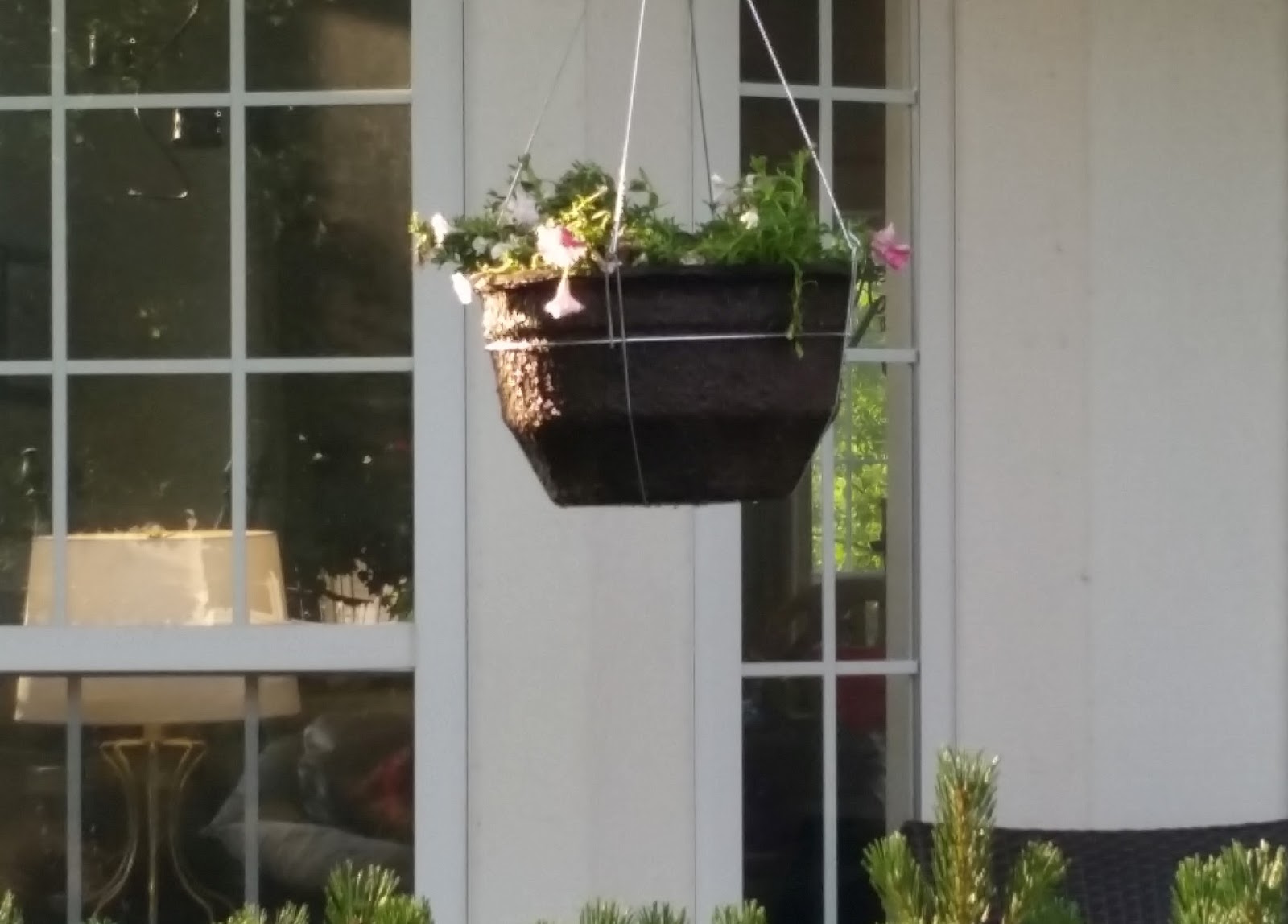 Sweetly B Squared Proven Winners DIY Hanging Basket Kit Review