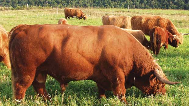 highland cattle price highland cattle price