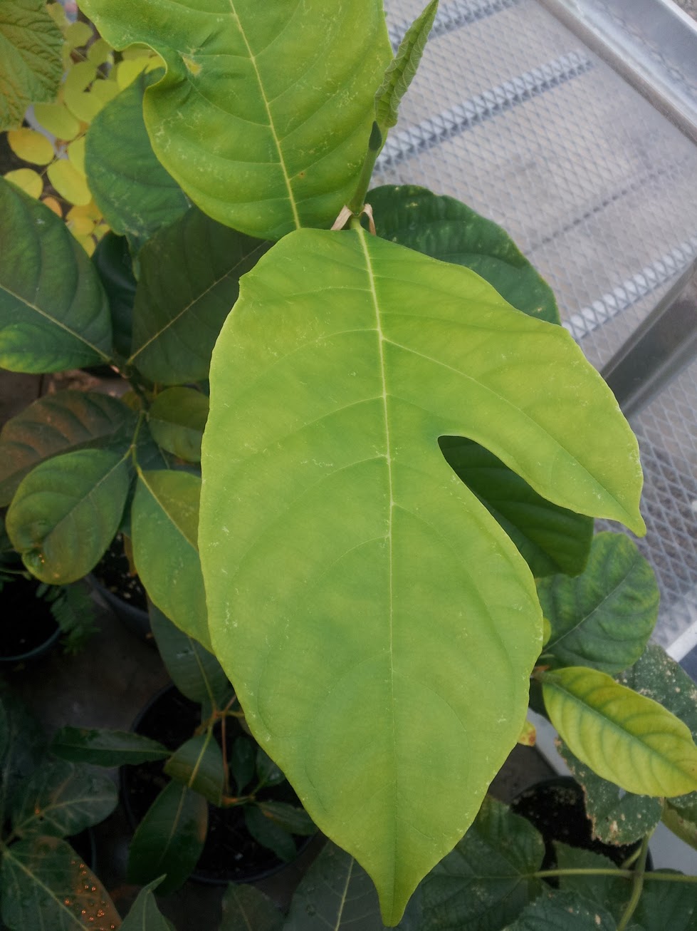 Plant Zone Happy Jackfruit (Artocarpus heterophyllus)