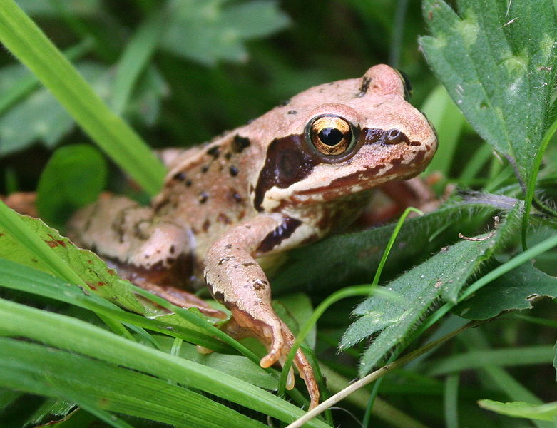 Common Frog Photos and Info The Wildlife