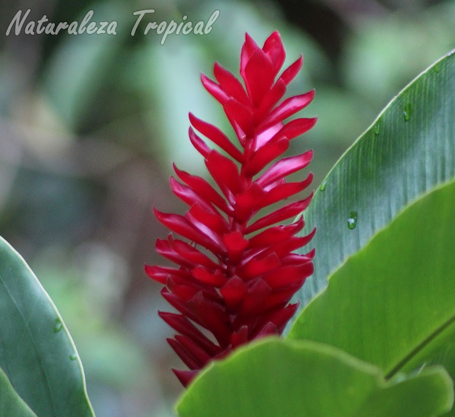 Inflorescencia de la Alpinia, Alpinia purpurata 